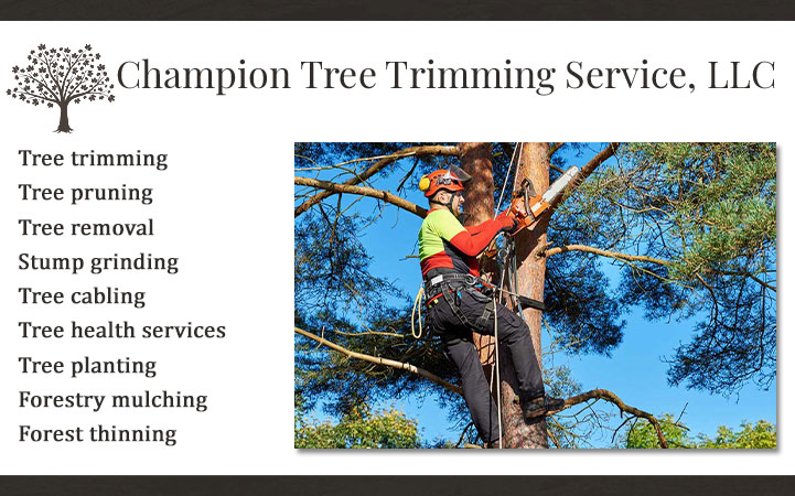 CHAMPION TREE TRIMMING SERVICE LLC
