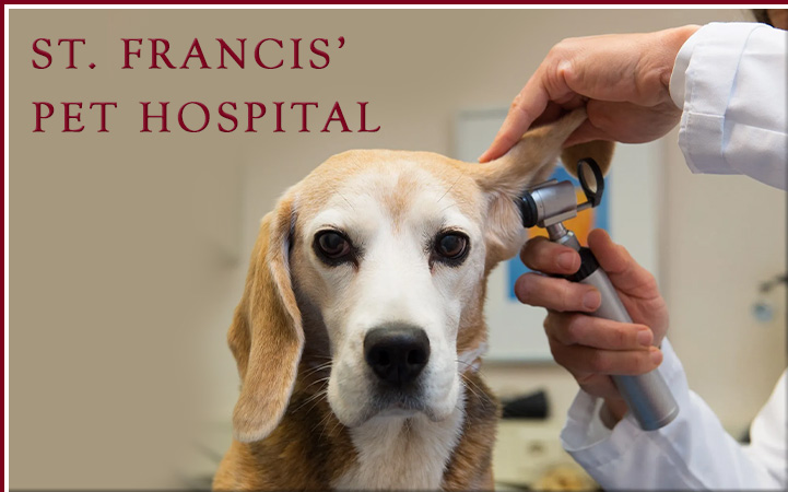 ST FRANCES PET HOSPITAL - DARBY