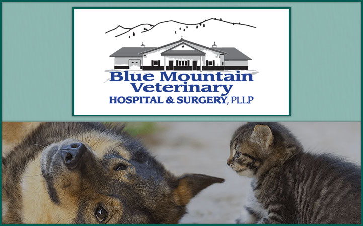 Learn more about BLUE MOUNTAIN VETERINARY HOSPITAL & SURGERY, PLLP