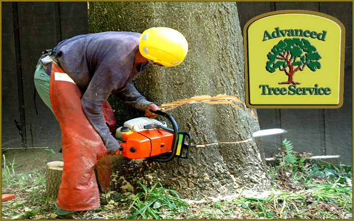 ADVANCED TREE SERVICE