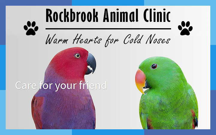 ROCKBROOK ANIMAL CLINIC