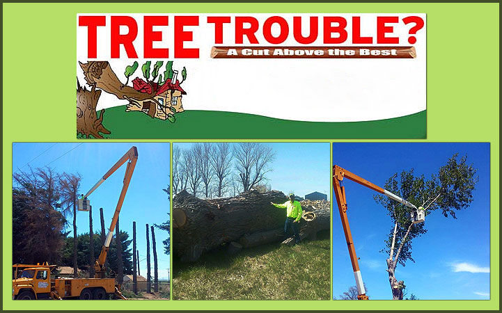 TREE TROUBLE