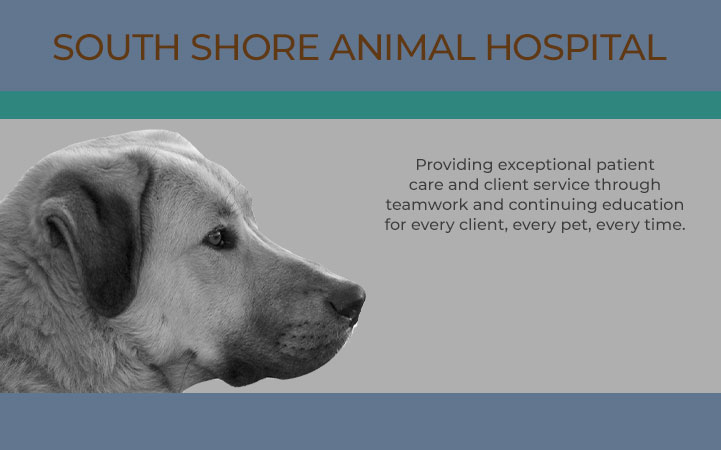 SOUTH SHORE ANIMAL HOSPITAL