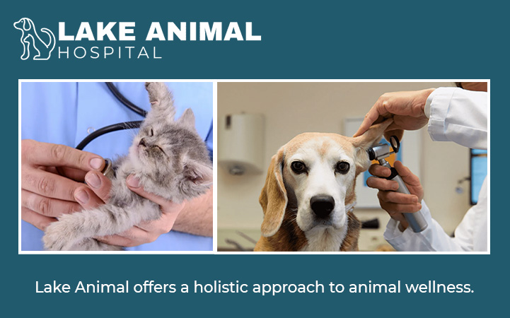 Learn more about LAKE ANIMAL HOSPITAL