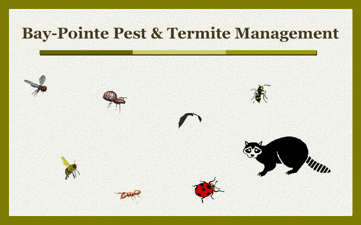BAY POINTE PEST CONTROL
