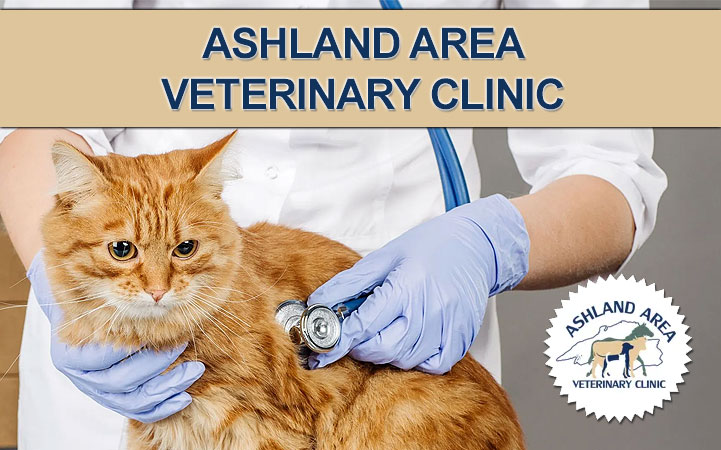 ASHLAND AREA VETERINARY CLINIC