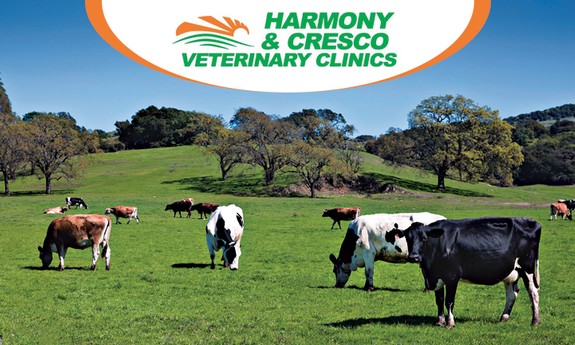 CRESCO VETERINARY CLINIC