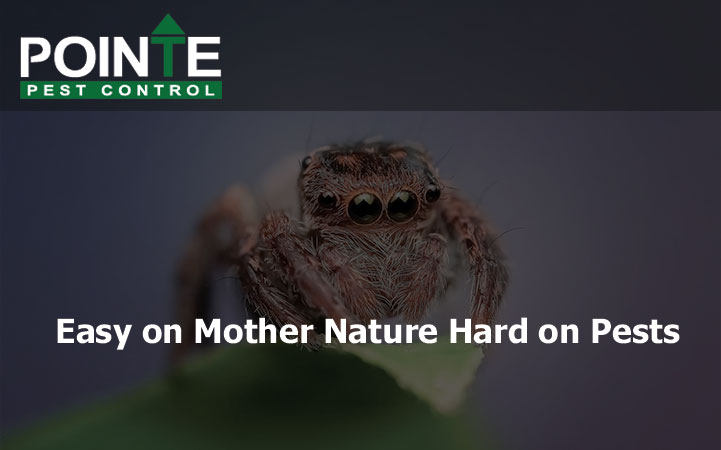 POINTE PEST CONTROL