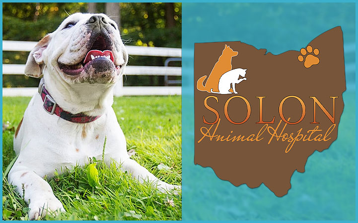 Learn more about SOLON ANIMAL HOSPITAL