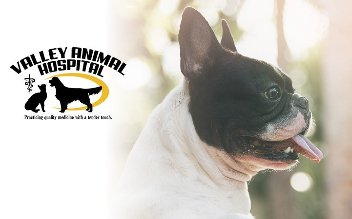 VALLEY ANIMAL HOSPITAL LLC