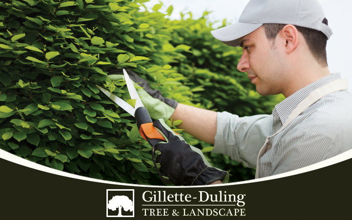 GILLETTE - DULING TREE & LANDSCAPE