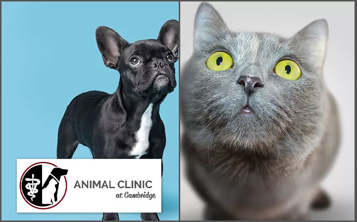 ANIMAL CLINIC AT CAMBRIDGE - Local VETERINARIANS in Cambridge, OH
