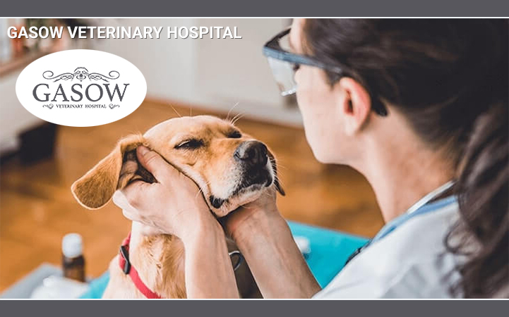 GASOW VETERINARY HOSPITAL