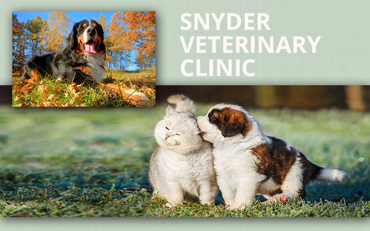 SNYDER VETERINARY CLINIC