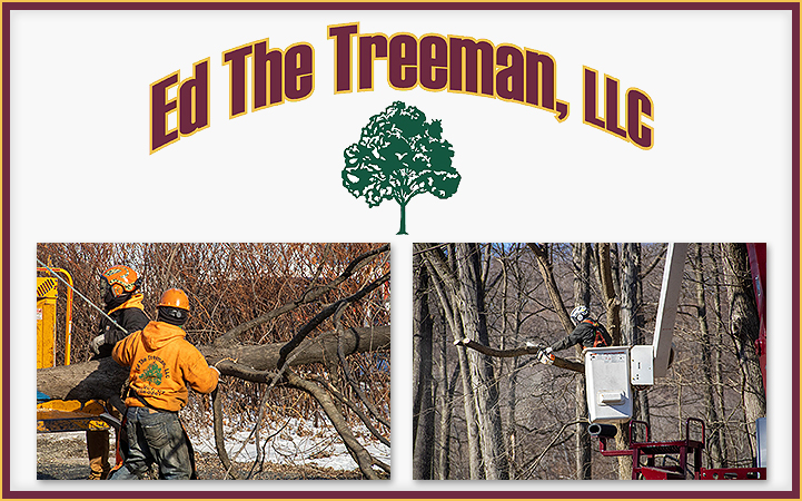 Learn more about ED THE TREEMAN, LLC