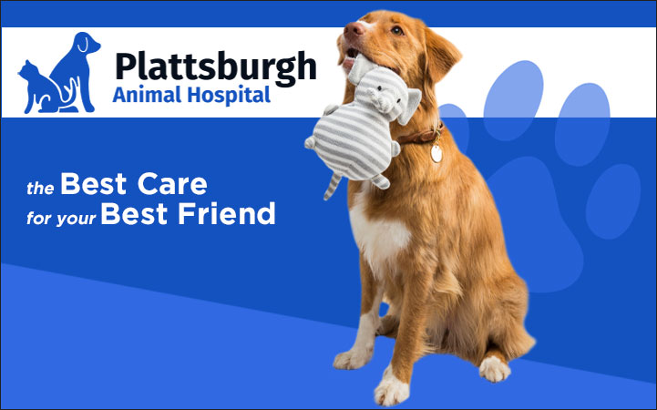 PLATTSBURGH ANIMAL HOSPITAL