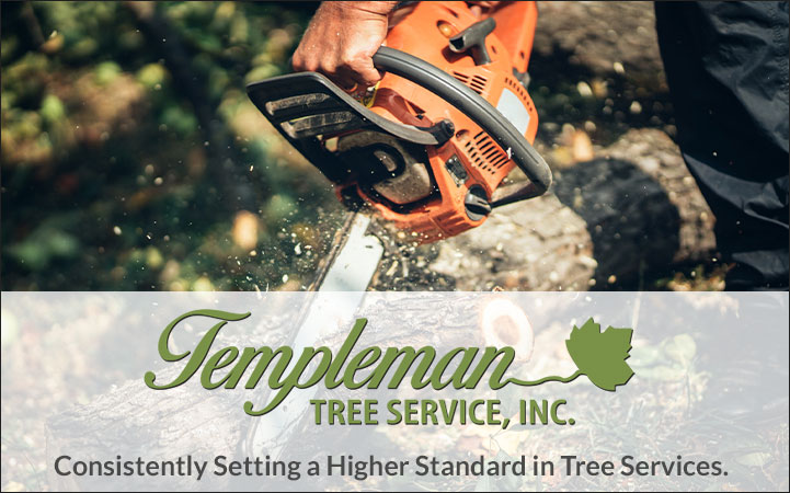 TEMPLEMAN TREE SERVICE