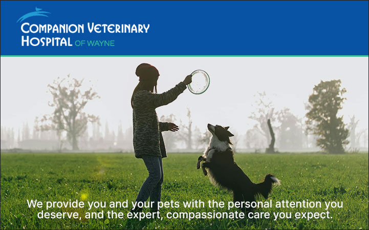 COMPANION VETERINARY HOSPITAL OF WAYNE