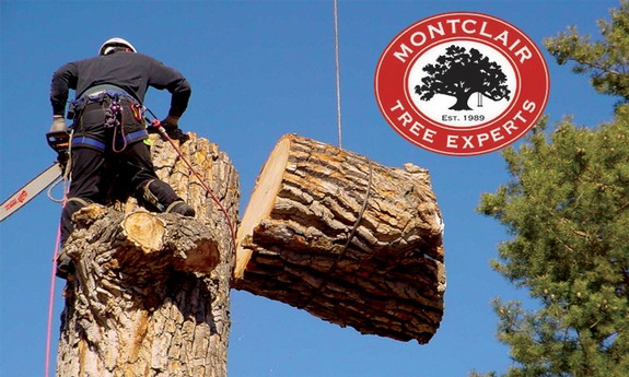 MONTCLAIR TREE EXPERTS, INC.