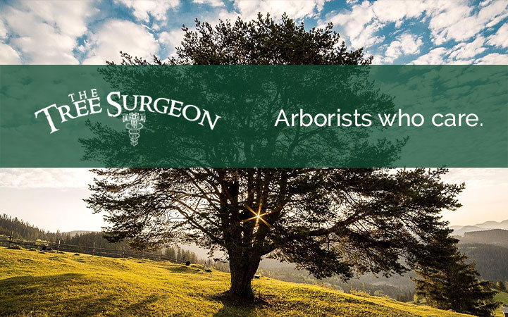 THE TREE SURGEON