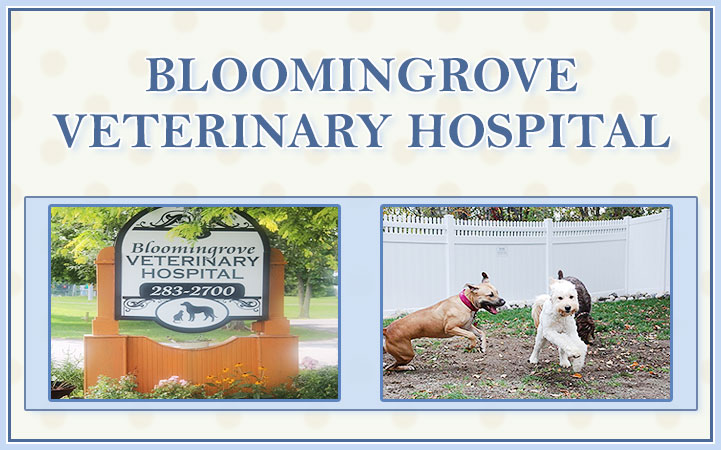 BLOOMINGROVE VETERINARY HOSPITAL
