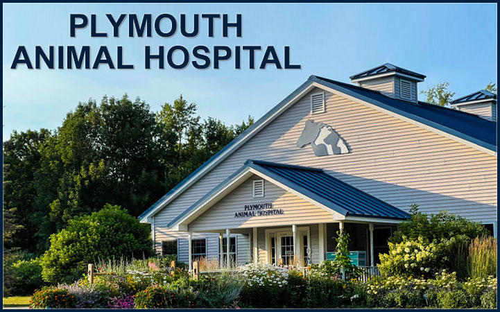 Learn more about PLYMOUTH ANIMAL HOSPITAL