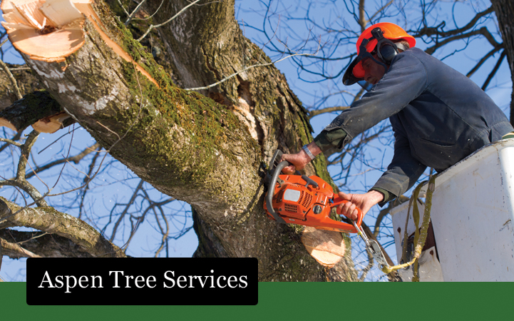 ASPEN TREE SERVICES - Local LANDSCAPE: TREE SERVICES in Coram, NY