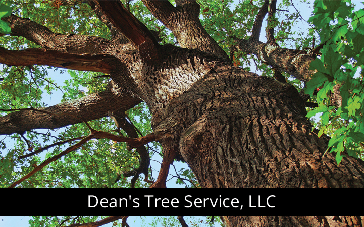 DEAN'S TREE SERVICE, LLC - Local LANDSCAPE: TREE SERVICES in McGaheysville, VA