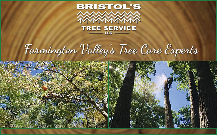 Learn more about BRISTOL'S TREE & LAWN SERVICE