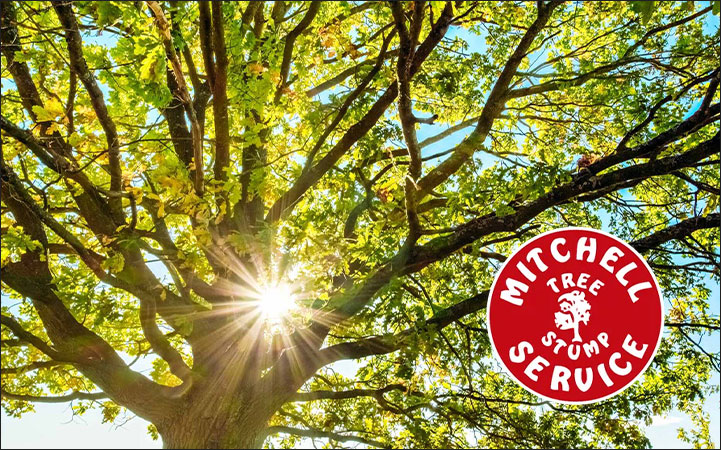 MITCHELL TREE & STUMP SERVICE - Local LANDSCAPE: TREE SERVICES in Fredericksburg, VA