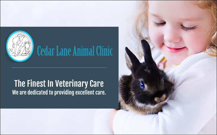 Learn more about CEDAR LANE ANIMAL CLINIC