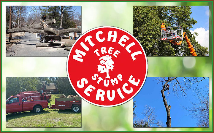 MITCHELL TREE & STUMP SERVICE - Local LANDSCAPE: TREE SERVICES in Fredericksburg, VA