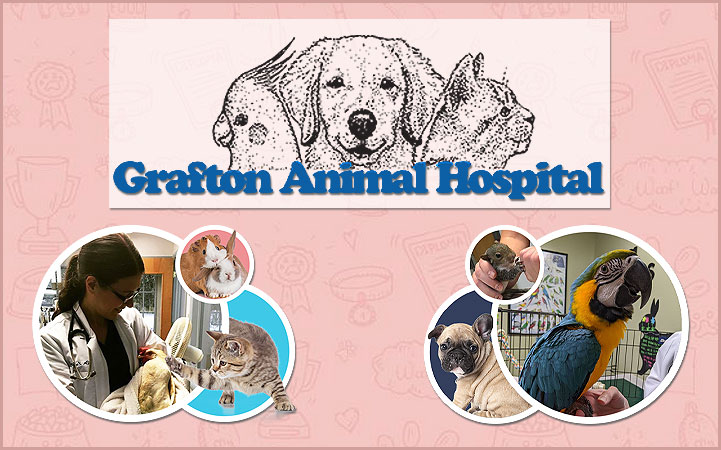 GRAFTON ANIMAL HOSPITAL - Local VETERINARIANS in Gafton, VA
