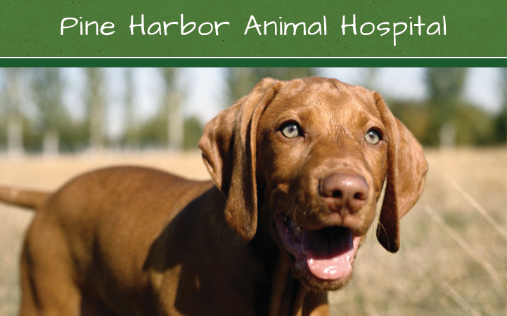 PINE HARBOR ANIMAL HOSPITAL