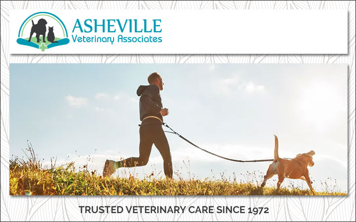 ASHEVILLE VETERINARY ASSOCIATES - Local VETERINARIANS in Asheville, NC