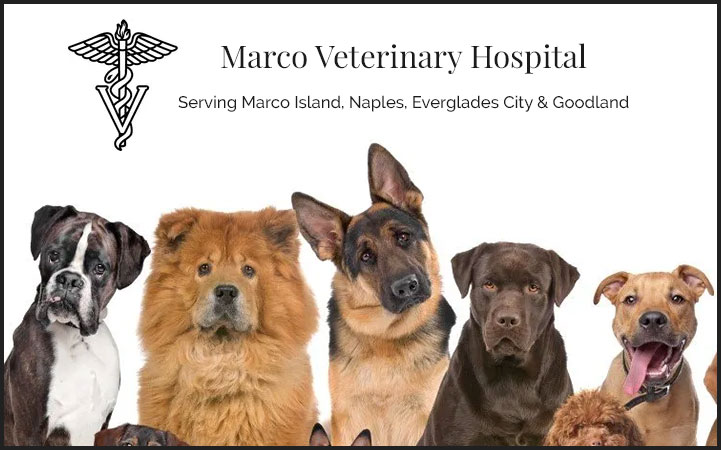 MARCO VETERINARY HOSPITAL