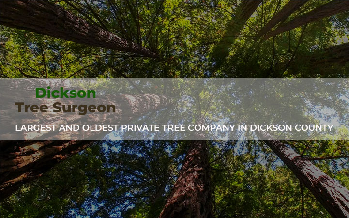 DICKSON TREE SURGEON