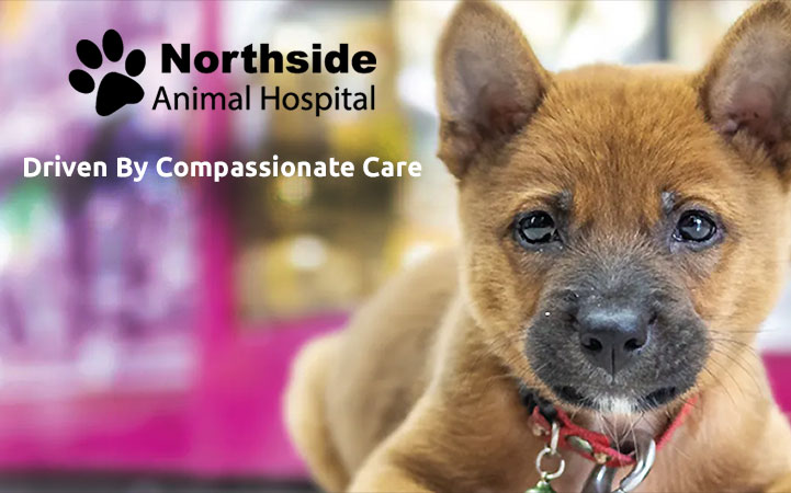 NORTHSIDE ANIMAL HOSPITAL