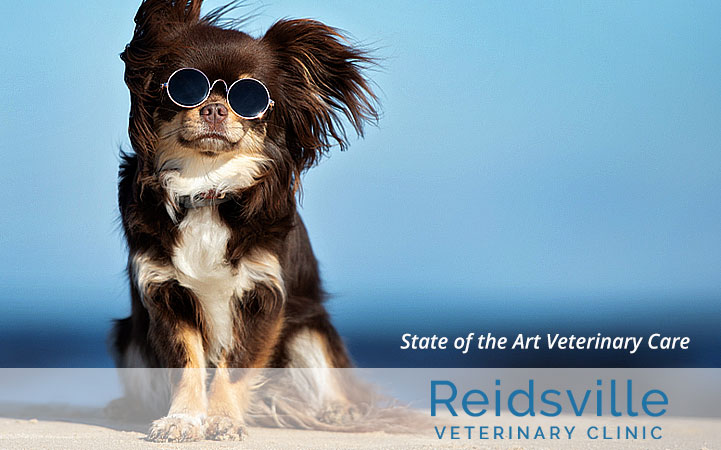 REIDSVILLE VETERINARY CLINIC