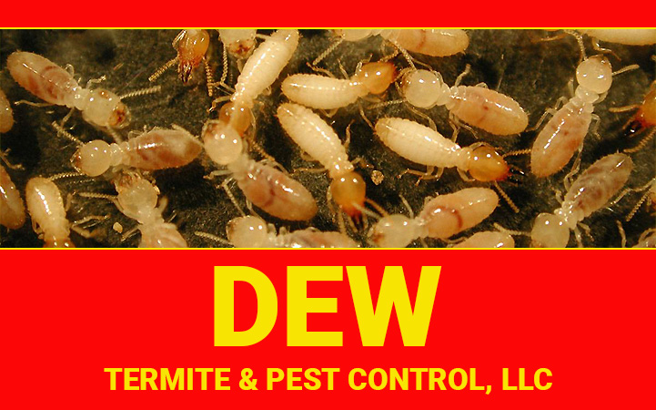 DEW TERMITE & PEST CONTROL