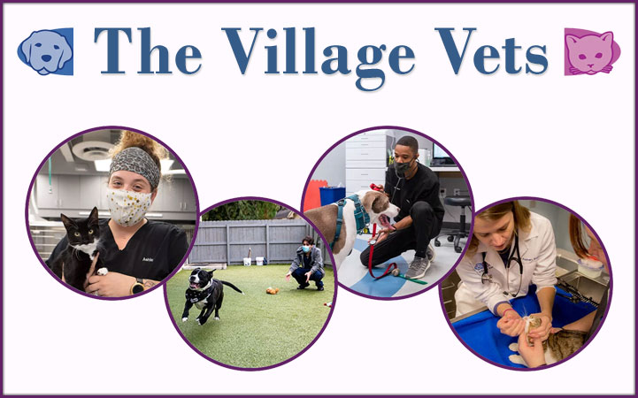 VILLAGE VETS VIRGINIA - HIGHLANDS