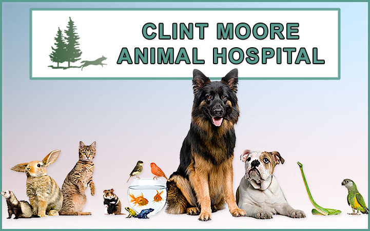 Learn more about CLINT MOORE ANIMAL HOSPITAL