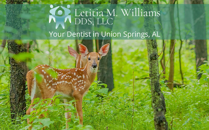 LETITIA M WILLIAMS, DDS, LLC
