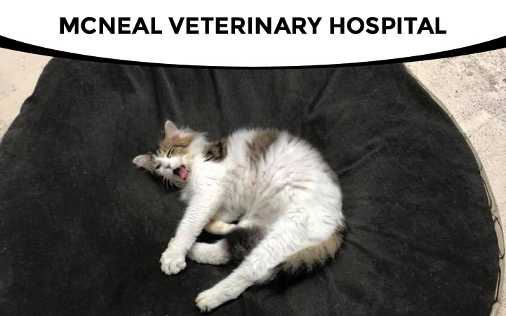 MC NEAL VETERINARY HOSPITAL