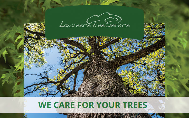 LAWRENCE TREE SERVICE