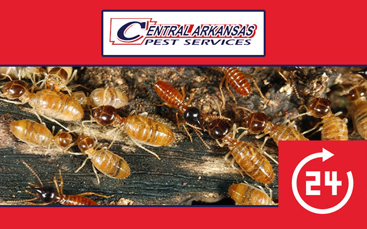 CENTRAL ARKANSAS PEST SERVICES
