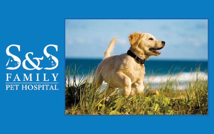 S & S FAMILY PET HOSPITAL