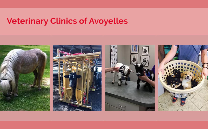 VETERINARY CLINICS OF AVOYELLES