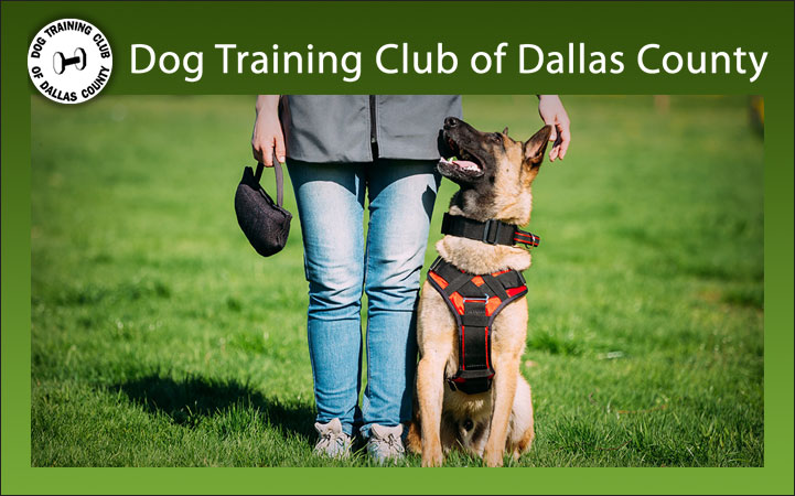 DOG TRAINING CLUB OF DALLAS COUNTY