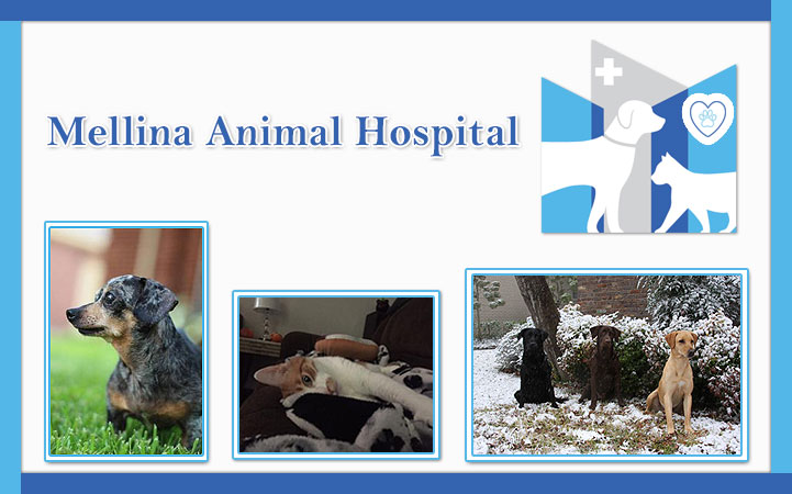 MELLINA ANIMAL HOSPITAL